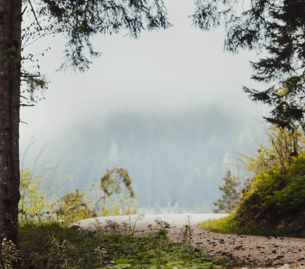 Forest path background